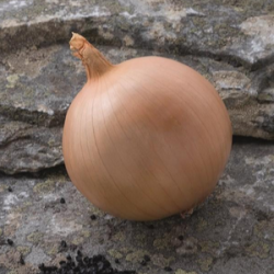 Cebula Hybelle f1 B-MOX Primed dGS Precision 250 000 nasion st